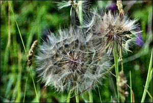 comp__DSC2429 -1a.jpg