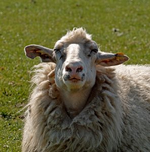 net_SDIM0873 Kopie.jpg