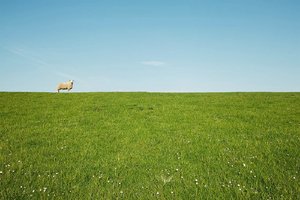 net_SDIM1858 Kopie.jpg