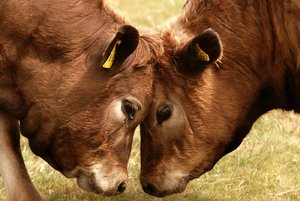 net_SDIM1144 Kopie.jpg