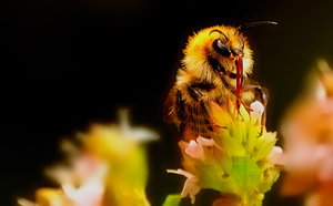 immer wieder Hummel 061 1.jpg