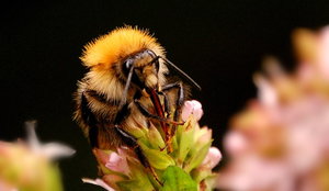 immer wieder Hummel 070 2.jpg