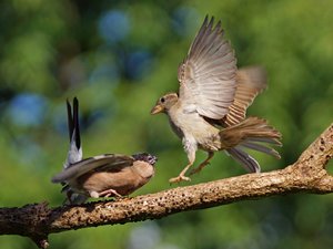 Sperling schlägt zurück-1.jpg