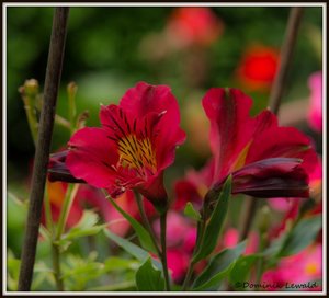 SAM_3532_bearbeitet-1.JPG SAM_3532_bearbeitet-1.JPG