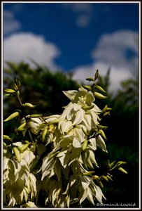 SAM_3548_bearbeitet-2.JPG SAM_3548_bearbeitet-2.JPG