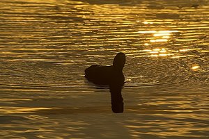 _MG_0201f.jpg _MG_0201f.jpg