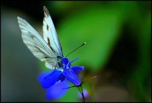 auch Schmetterling 500 kbauch Schmetterling 110 1 mit Gimp.jpg
