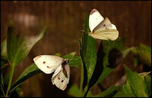 auch Schmetterling 500 kbSchmetterlingspaarung 020 1.jpg