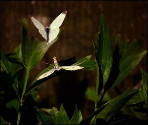 auch Schmetterling 500 kbSchmetterlingspaarung 025 2.jpg