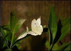 auch Schmetterling 500 kbSchmetterlingspaarung 037 4.jpg