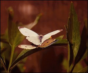 auch Schmetterling 500 kbSchmetterlingspaarung 044 9.jpg