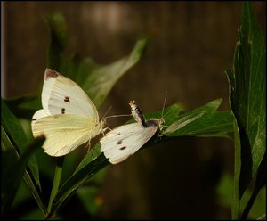 auch Schmetterling 500 kbSchmetterlingspaarung 061 7.jpg