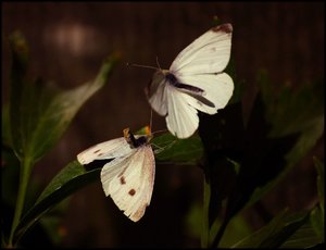 auch Schmetterling 500 kbSchmetterlingspaarung 073 8.jpg
