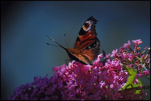 Pfauenauge verkleinertPfauenauge 009 1.jpg