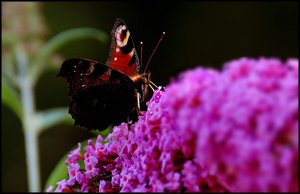 Pfauenauge verkleinertPfauenauge 082 2.jpg