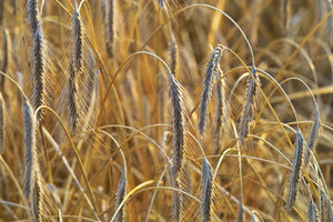 IMG00184_skal.jpg IMG00184_skal.jpg