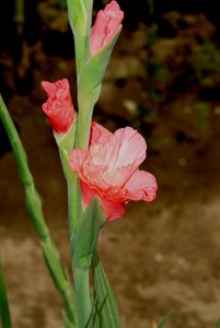 Foto 017.. (52)x.jpg