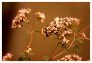 Misch Masch 36  1 mit Rahmen.jpg