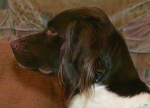 Forum Sigma-Flecken(c) PPf.jpg Forum Sigma-Flecken(c) PPf.jpg