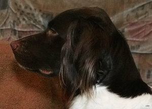 Forum Sigma-Flecken(c) PPfb.jpg Forum Sigma-Flecken(c) PPfb.jpg