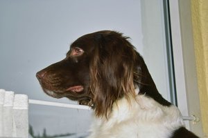 Forum SDIM2438 spp auto(c) PPf.jpg