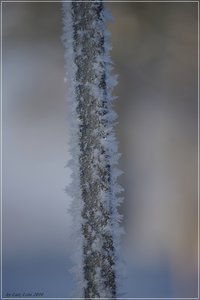 natur_frost1.jpg