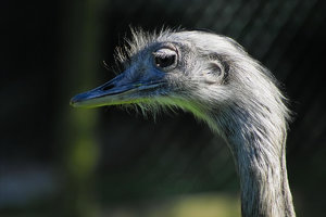Emu-IMG02292.jpg