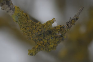 IMG08276_x3f.jpg IMG08276_x3f.jpg