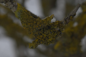 IMG08278_x3f_b8.jpg IMG08278_x3f_b8.jpg