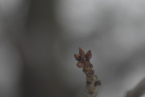 IMG08299_x3f.jpg IMG08299_x3f.jpg