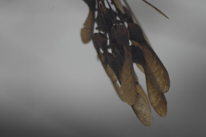 IMG08360_x3f.jpg IMG08360_x3f.jpg