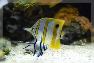 Bilderforum 10 SDIM3704(c) PPf.jpg