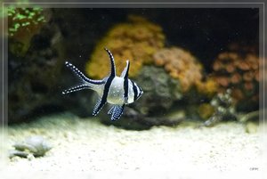 Bilderforum 11 SDIM3705(c) PPf.jpg