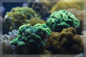 Bilderforum 12 SDIM3721(c) PPf.jpg