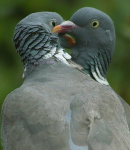 Taubenliebe7.JPG