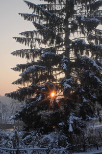 Winter-SD10 - IMG05515.jpg