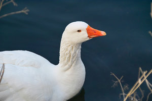 Gans-SD14 - SDIM3447.jpg