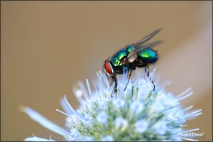 2009_08_16__Fly_3.jpg
