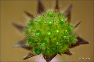 Wer kennt die Pflanze_Macro.jpg