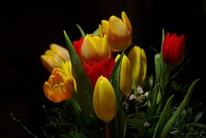 Tulpen.jpg Tulpen.jpg