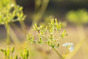 IMG00196.jpg IMG00196.jpg