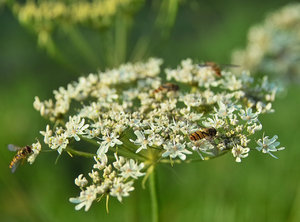 IMG00198.jpg IMG00198.jpg