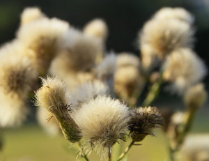 IMG00201.jpg IMG00201.jpg