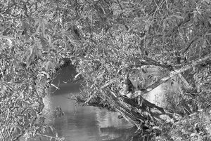 IMG00204sw.jpg IMG00204sw.jpg