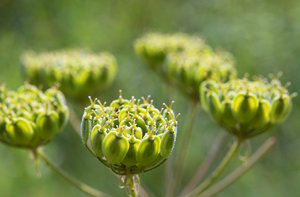 IMG00215.jpg IMG00215.jpg