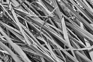 IMG00222sw.jpg IMG00222sw.jpg