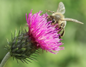 IMG00224crop.jpg IMG00224crop.jpg