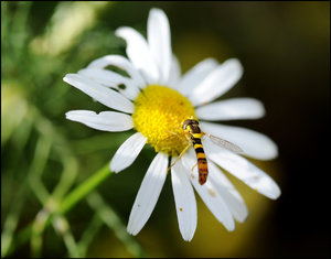 insekten5.jpg