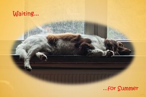 SDIM0380 Waiting for summer (c) PPf.jpg