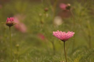 Sommerblumen 500 kbBlumen auf dem Feld 003 2.jpg